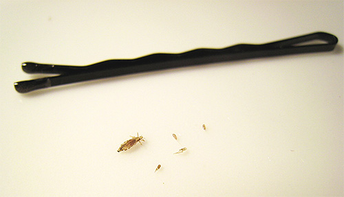 Considérez les méthodes et les outils les plus efficaces pour vous débarrasser rapidement et en toute sécurité des lentes et des poux sur la tête.