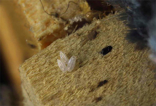 oeufs de punaises de lit