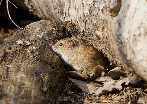 Dans la nature, les punaises de lit vivent dans les terriers des rongeurs ressemblant à des souris.