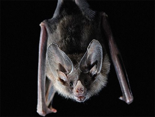 Les punaises de lit peuvent piquer les chauves-souris car de nombreuses zones de leur corps manquent de poils.