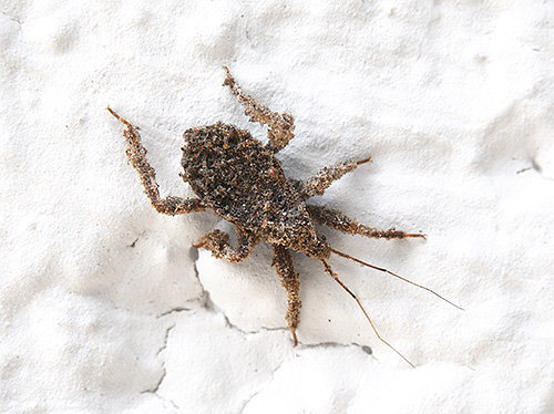 Un insecte prédateur peut très bien mordre un chien s'il marche accidentellement dessus.