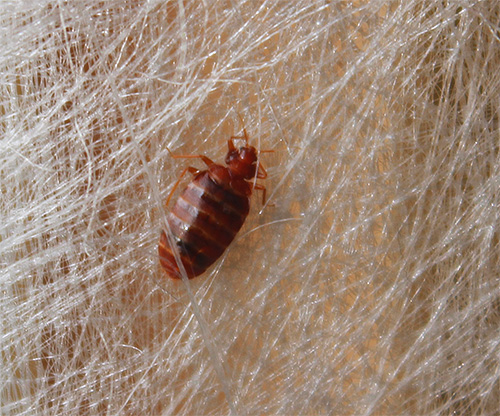 Photo d'une punaise de lit