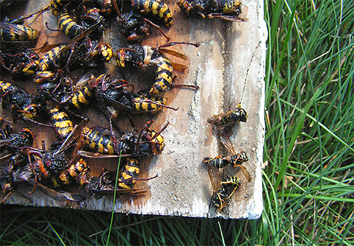 Nous combattons frelons et guêpes sur la parcelle à l'aide de pièges...