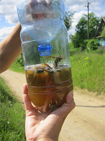 Le piège sur le site doit être placé au printemps, lorsqu'il n'y a pas autant de guêpes et de frelons