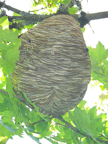 Pour protéger le rucher des frelons, il est utile de trouver d'abord un nid d'insectes