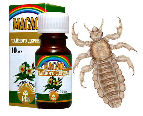 Essayons de comprendre s'il est judicieux d'utiliser de l'huile d'arbre à thé pour se débarrasser des poux et des lentes dans les cheveux.