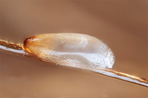 Les lentes ont une coquille si dense que l'huile d'arbre à thé ne peut tout simplement pas y pénétrer.