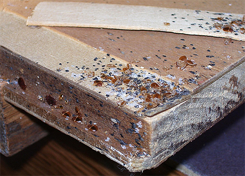 En utilisant un aérosol comme poison de punaises de lit, vous devez traiter tous les endroits de l'accumulation présumée d'insectes