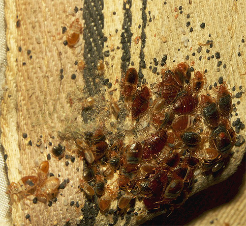 S'il y a beaucoup de punaises de lit dans la chambre, il est préférable de les empoisonner avec des sprays.