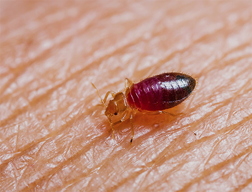 Contre les punaises de lit, la tanaisie n'est pas aussi efficace que contre certains ravageurs du jardin, car les punaises de lit ne se nourrissent que de sang.