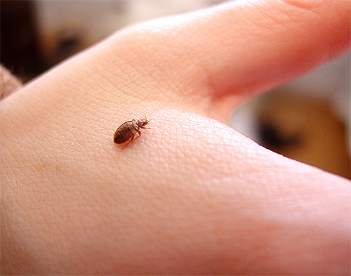S'il y a beaucoup de punaises de lit dans la pièce, la tanaisie ne pourra pas les éloigner d'une personne pendant longtemps.