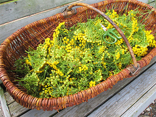 Pour repousser les punaises de lit, il faut couper la tanaisie et étaler les parties fraîches ou séchées de la plante sous le lit ou le canapé.