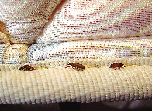 Bien que les punaises de lit aient peur de l'odeur de la tanaisie, cela ne les arrêtera pas longtemps.