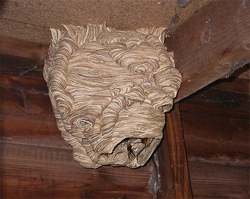 Habituellement, les frelons ne montrent pas d'agressivité directe envers une personne, si vous ne les dérangez pas près du nid.