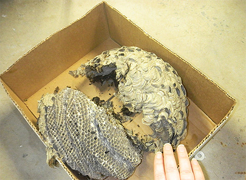 Il ne vaut la peine de se débarrasser du nid de frelons que s'il constitue vraiment une menace pour les personnes vivant à proximité.