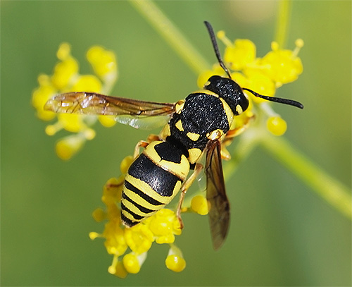 Et voici à quoi ressemble une guêpe