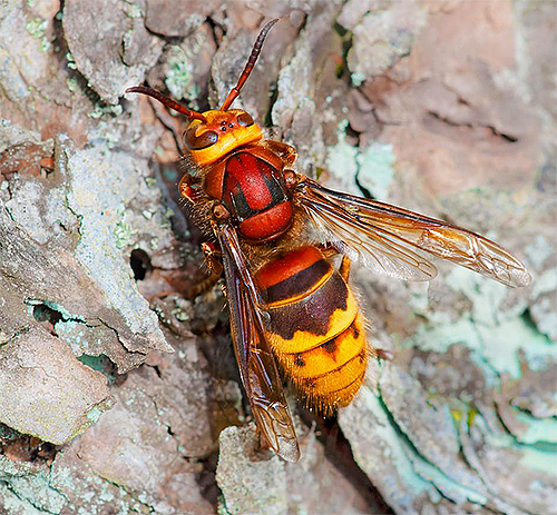 Le frelon commun est beaucoup plus massif que les guêpes cartonnières