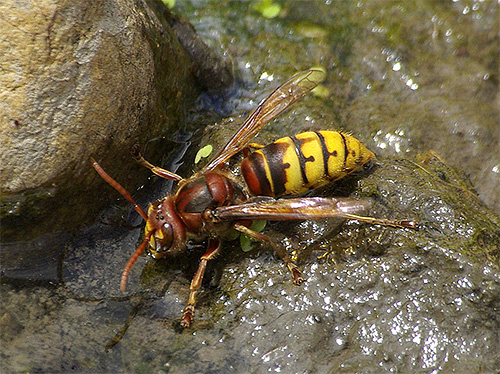 Hornet boit de l'eau