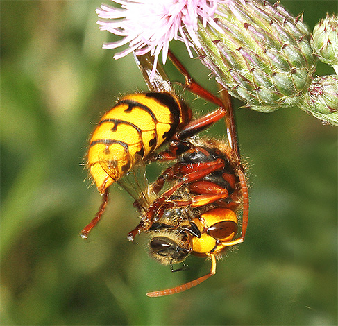 Le plus souvent, les frelons préfèrent attaquer des abeilles individuelles et ne touchent pas la ruche.