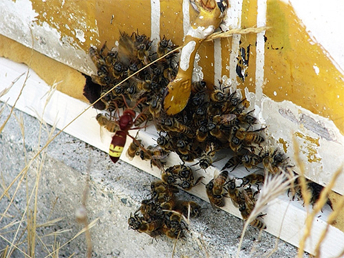 Il est très difficile pour les abeilles de percer la couverture chitineuse dure du frelon, il leur est donc presque invulnérable.