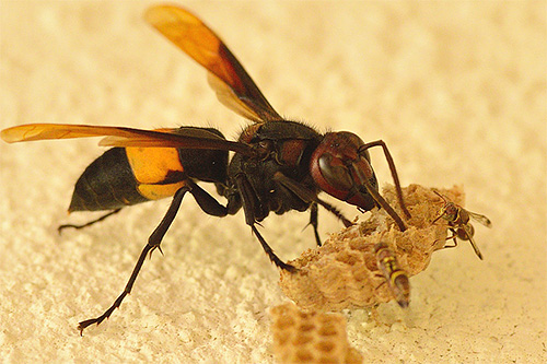 Les frelons géants attaquent les abeilles européennes uniquement en raison de la réinstallation des abeilles par les humains dans un nouvel habitat pour elles.