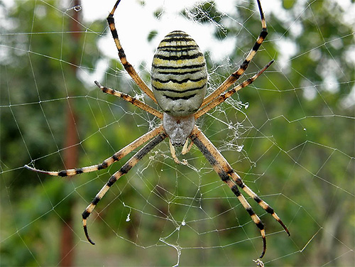 Mais l'araignée est un adversaire redoutable pour le frelon lui-même