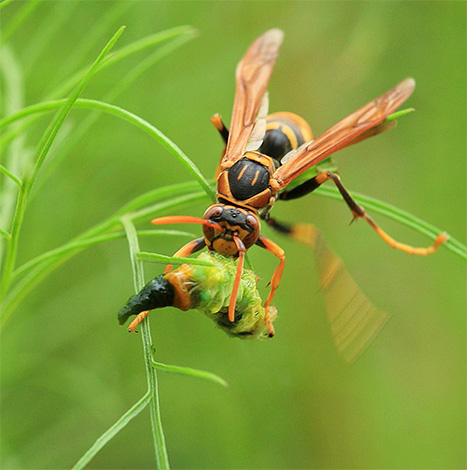 Les frelons sont des prédateurs typiques
