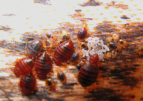 Punaises de lit et leurs œufs sur le lit