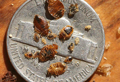 Lors du traitement d'une chambre contre les punaises de lit, même avec un aérosol, même avec un spray, il est important de respecter les règles de sécurité