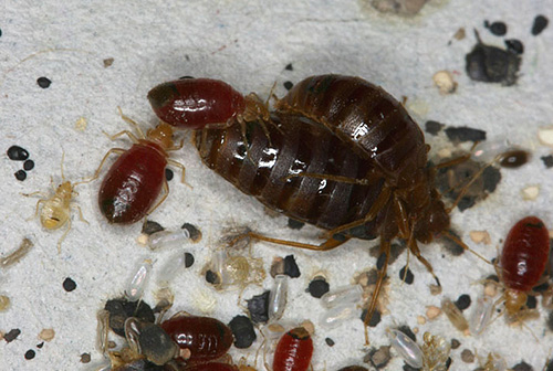 Lors du choix d'un remède contre les punaises de lit, il est important de pouvoir choisir le bon médicament pour votre situation particulière.