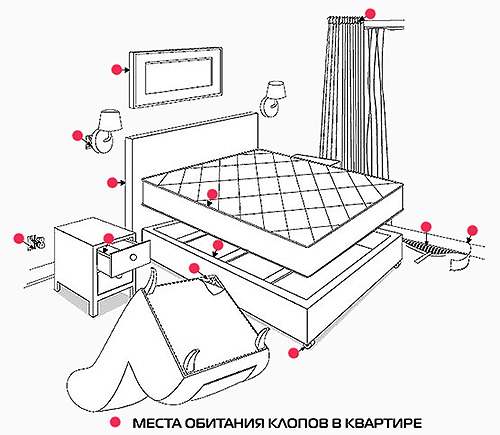 Habitats de punaises de lit dans l'appartement