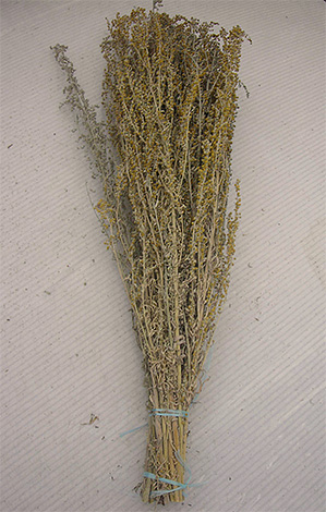 L'absinthe pourra effrayer les insectes de la maison pendant un certain temps, mais ne les détruira pas.