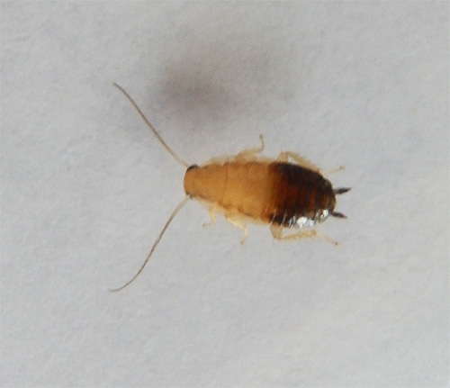 Et ça ressemble à une larve de cafard rouge