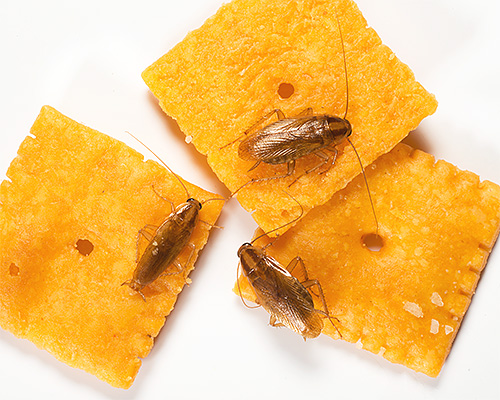 Les cafards sont parfaitement adaptés pour vivre à côté d'une personne.