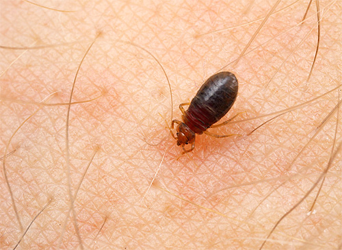 Les punaises de lit se nourrissent exclusivement de sang humain.