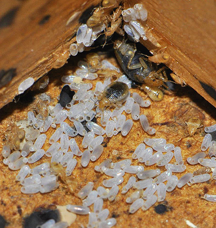 Les œufs de punaises de lit résistent souvent même aux insecticides modernes et, quelque temps après le traitement de l'appartement, ils peuvent donner une nouvelle progéniture.