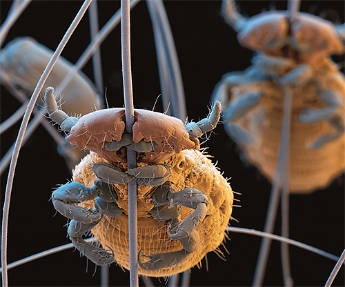 Essayons de comprendre si les chiens peuvent vraiment avoir des poux