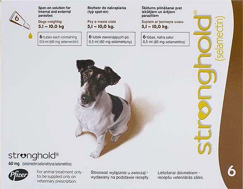 Gouttes sur le garrot