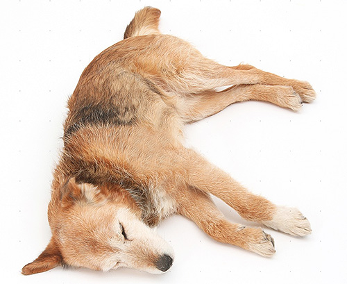 Si le chien est encore plus affaibli par la maladie, les insecticides doivent être utilisés avec une extrême prudence.