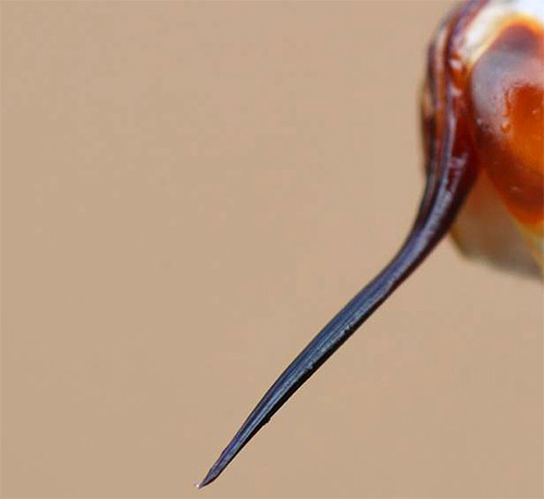 La piqûre de frelon lorsqu'elle est agrandie