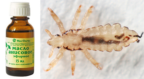 Voyons si l'huile d'anis aidera à se débarrasser des poux et des lentes dans les cheveux...