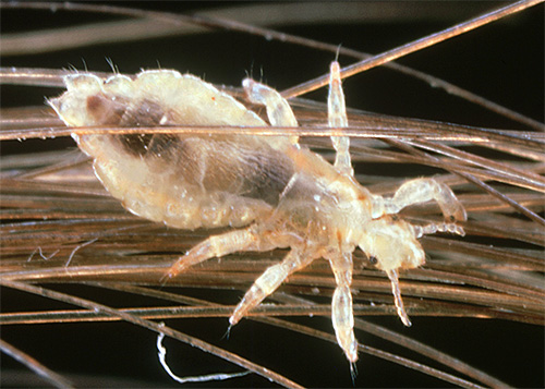 L'huile d'anis a un certain effet antiseptique, c'est-à-dire qu'elle tue les bactéries (mais pas les poux)
