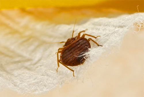 Photo en gros plan d'une punaise de lit