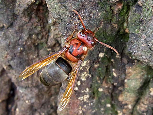 Rencontrez les frelons noirs...