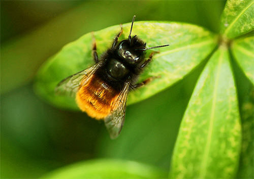 Et il ressemble à un bourdon bien connu