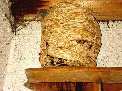 Pour la reproduction, les frelons noirs capturent le plus souvent les nids d'autres frelons.