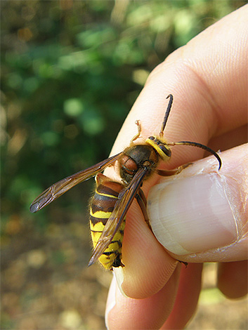 Avec des tailles similaires au frelon européen, les piqûres noires sont plus dangereuses.