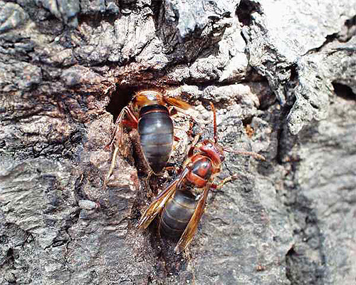 La couleur de l'abdomen est la principale différence entre le frelon noir et le frelon européen, mais pas la seule.