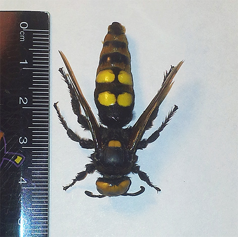 Les scolies sont de véritables géants parmi les insectes