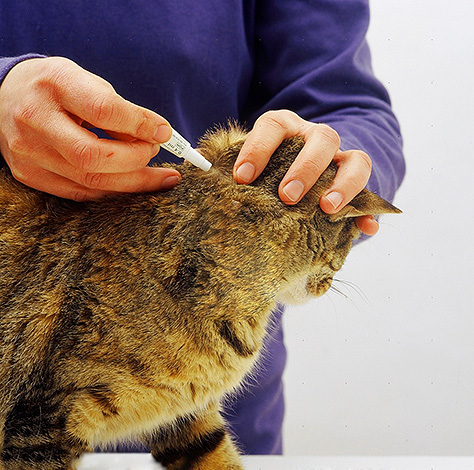 Après avoir trouvé des puces dans la maison, vous devez tout d'abord commencer à les retirer de l'animal